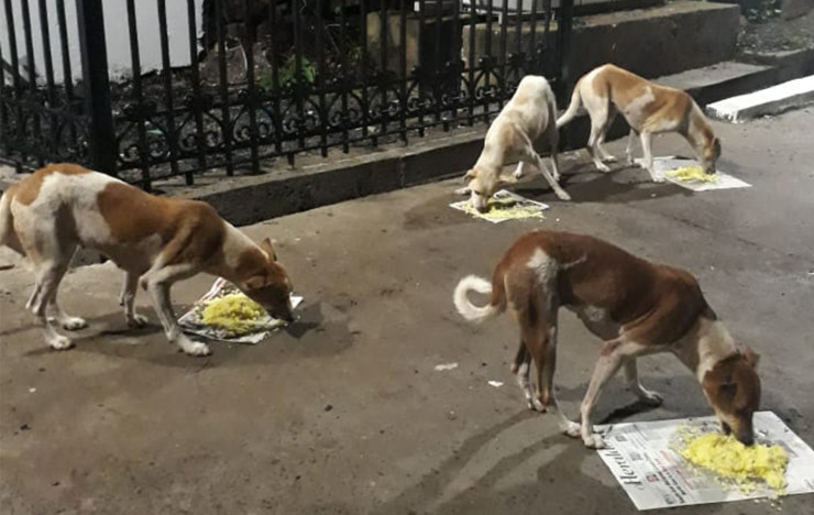 Animal Feeding and Water Bowls: Goa